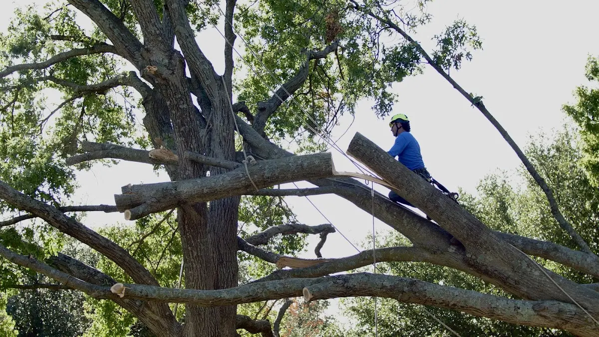 Professional Hazardous Tree Removal performed by certified arborists in Lumberport