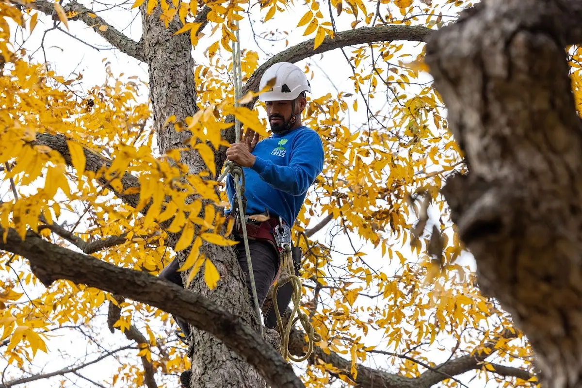 Skilled Tree Trimming crew working in Lumberport